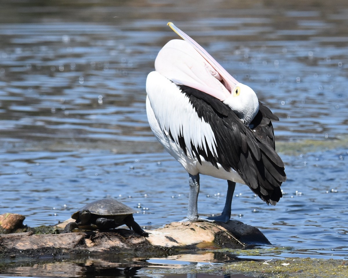 Australian Pelican - ML643023304