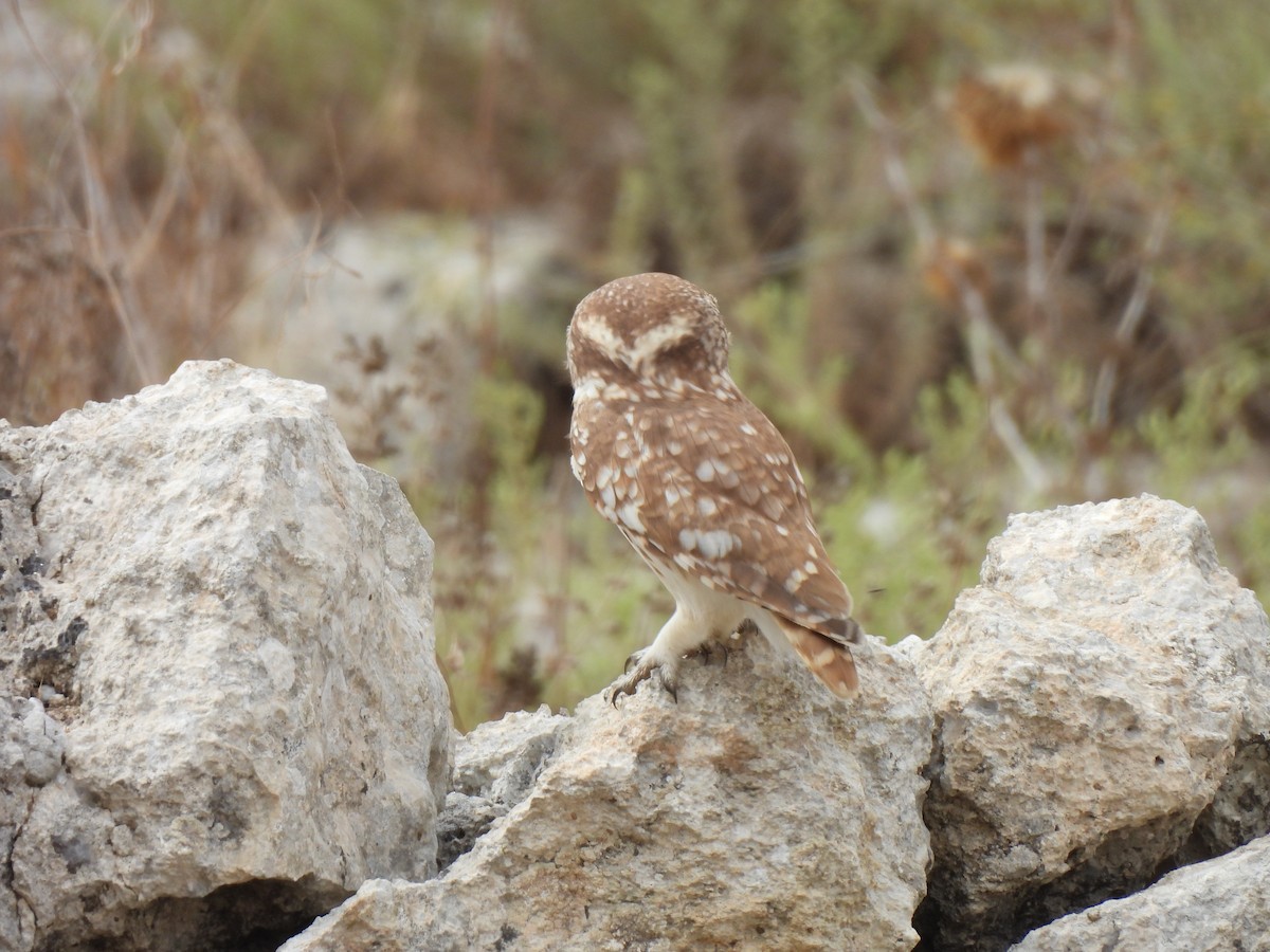 Little Owl - ML643023305