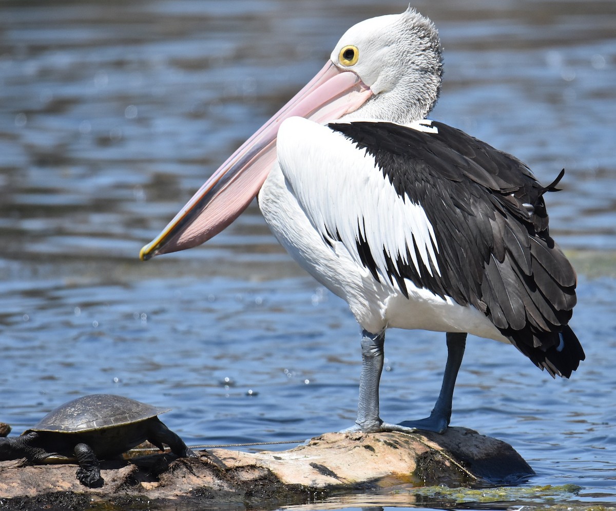 Australian Pelican - ML643023306