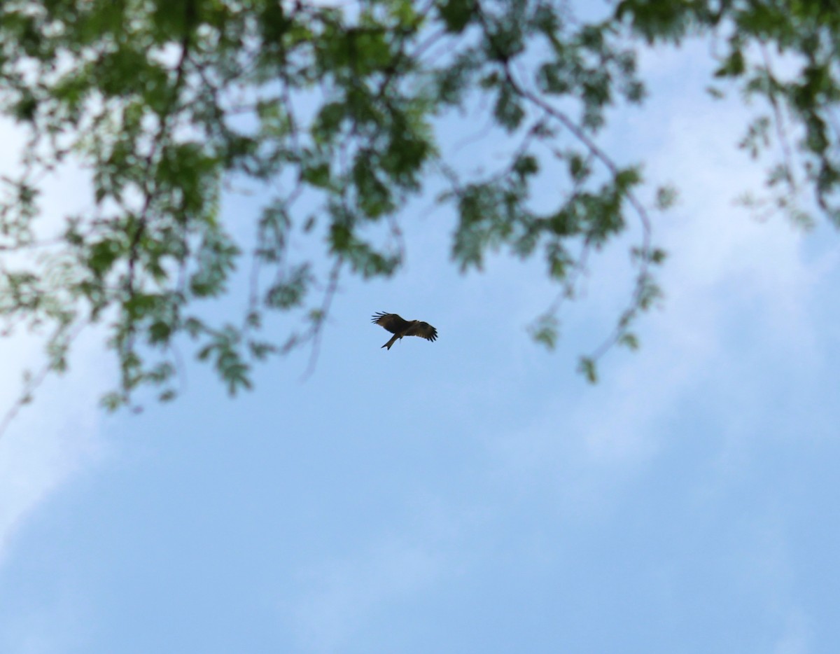Black Kite - ML643023307