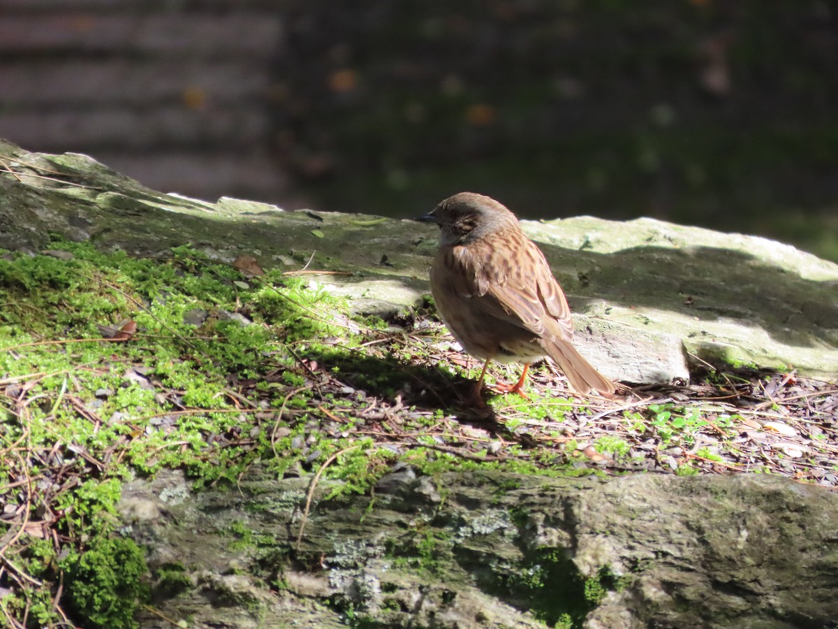 Dunnock - ML643023309