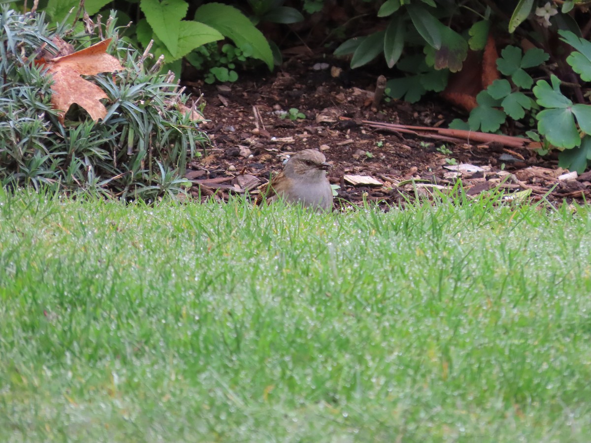 Dunnock - ML643023310