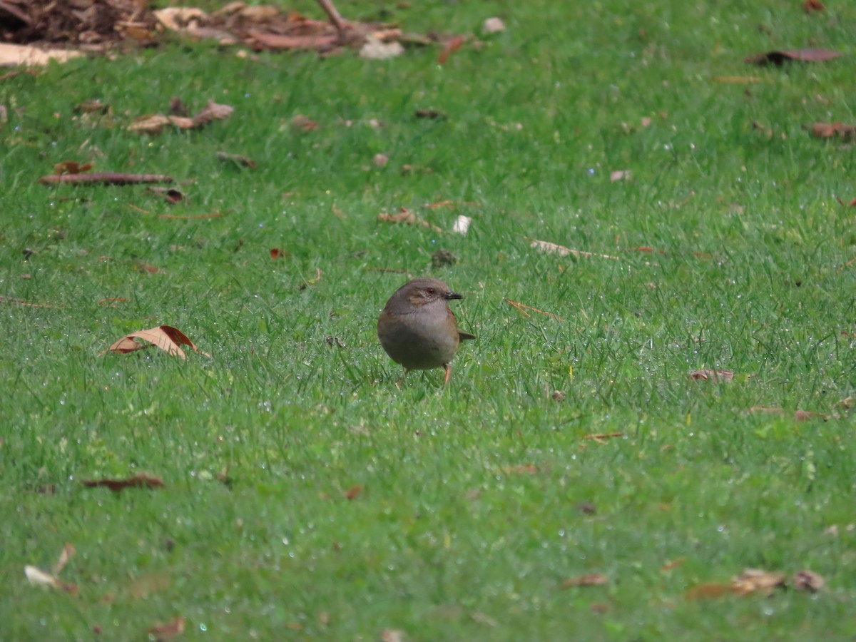 Dunnock - ML643023311