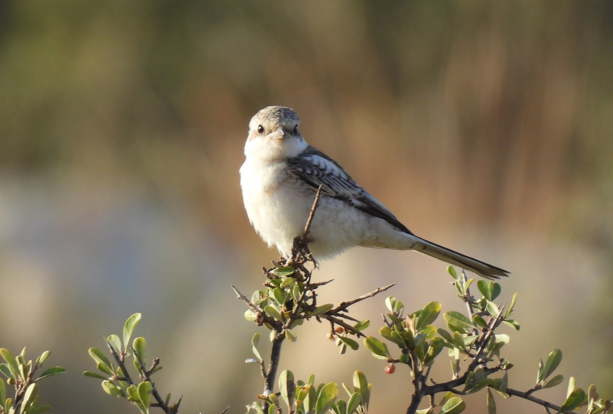 Masked Shrike - ML643023312
