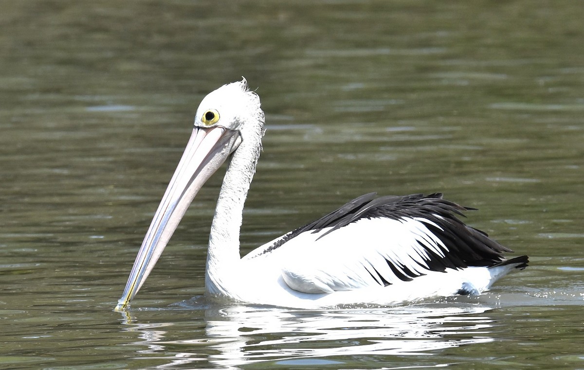 Australian Pelican - ML643023313