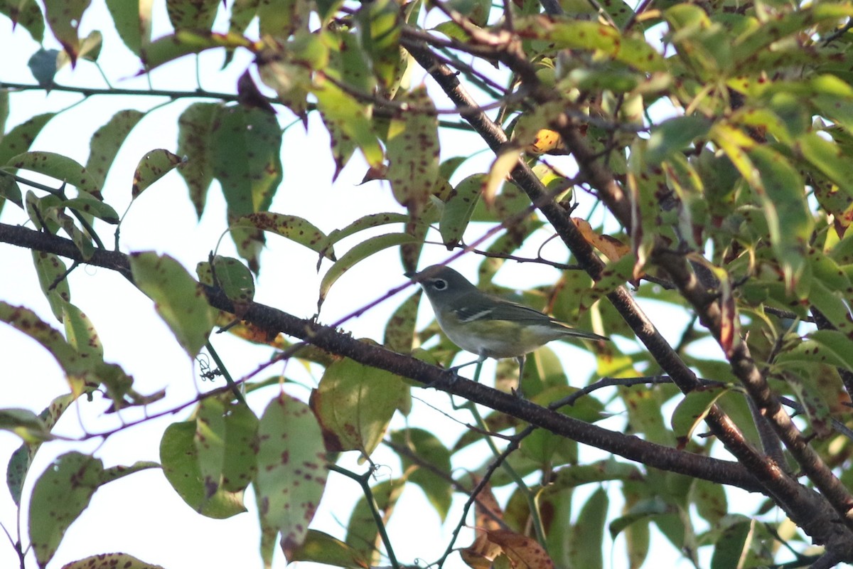 Blue-headed Vireo - ML643023316