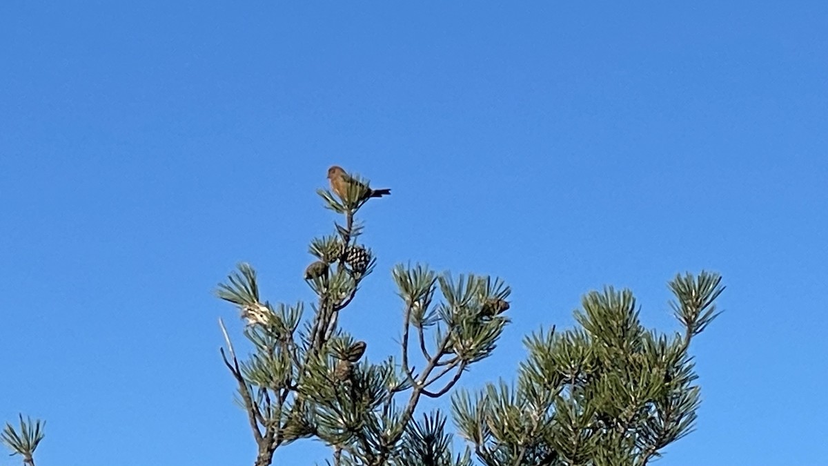Red Crossbill - ML643023318