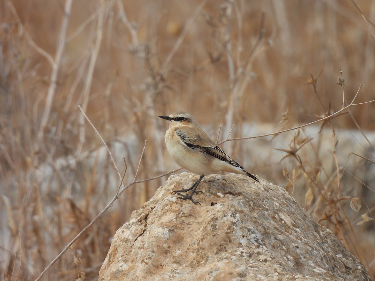 Northern Wheatear - ML643023324