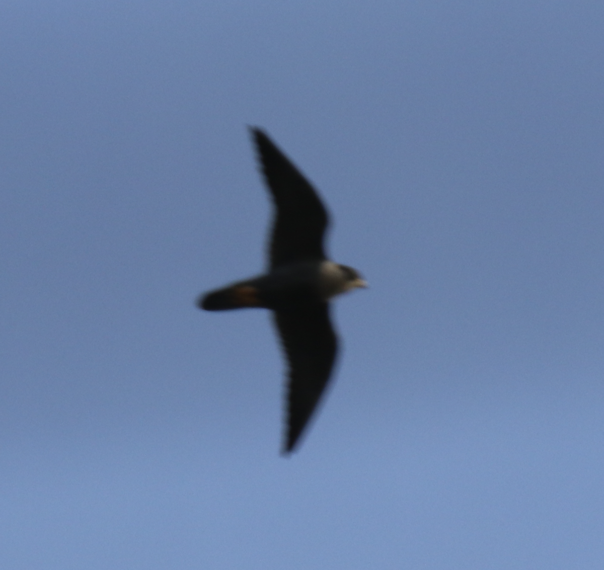 Australian Hobby - ML643023325