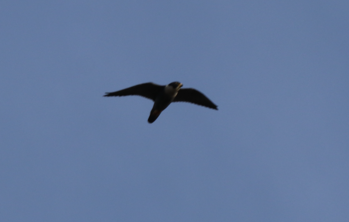 Australian Hobby - ML643023326