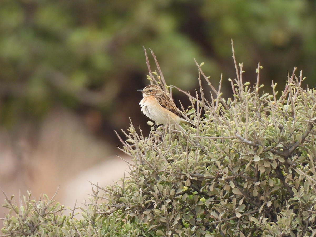 Whinchat - ML643023327