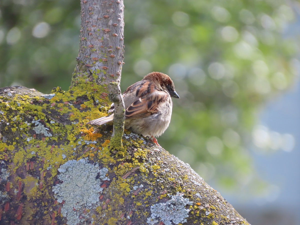 House Sparrow - ML643023329