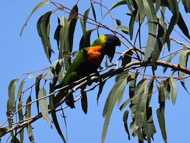 Rainbow Lorikeet - ML643023332