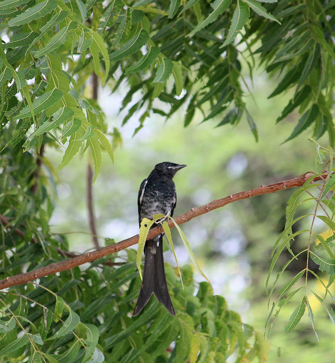 drongo černý - ML643023348