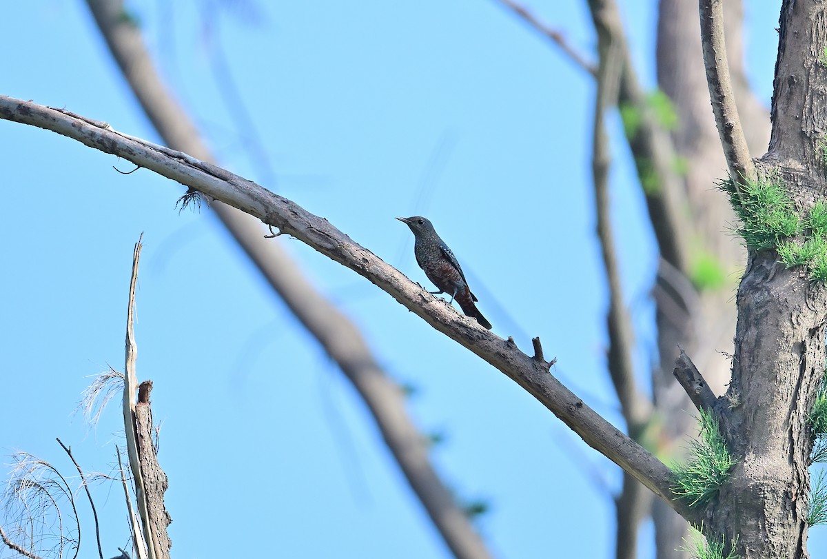 skalník modrý (ssp. philippensis) - ML643023356