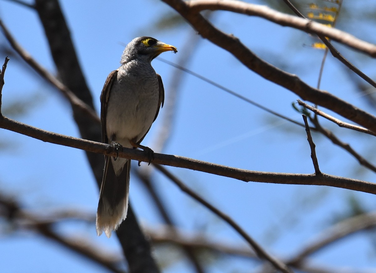 Noisy Miner - ML643023359