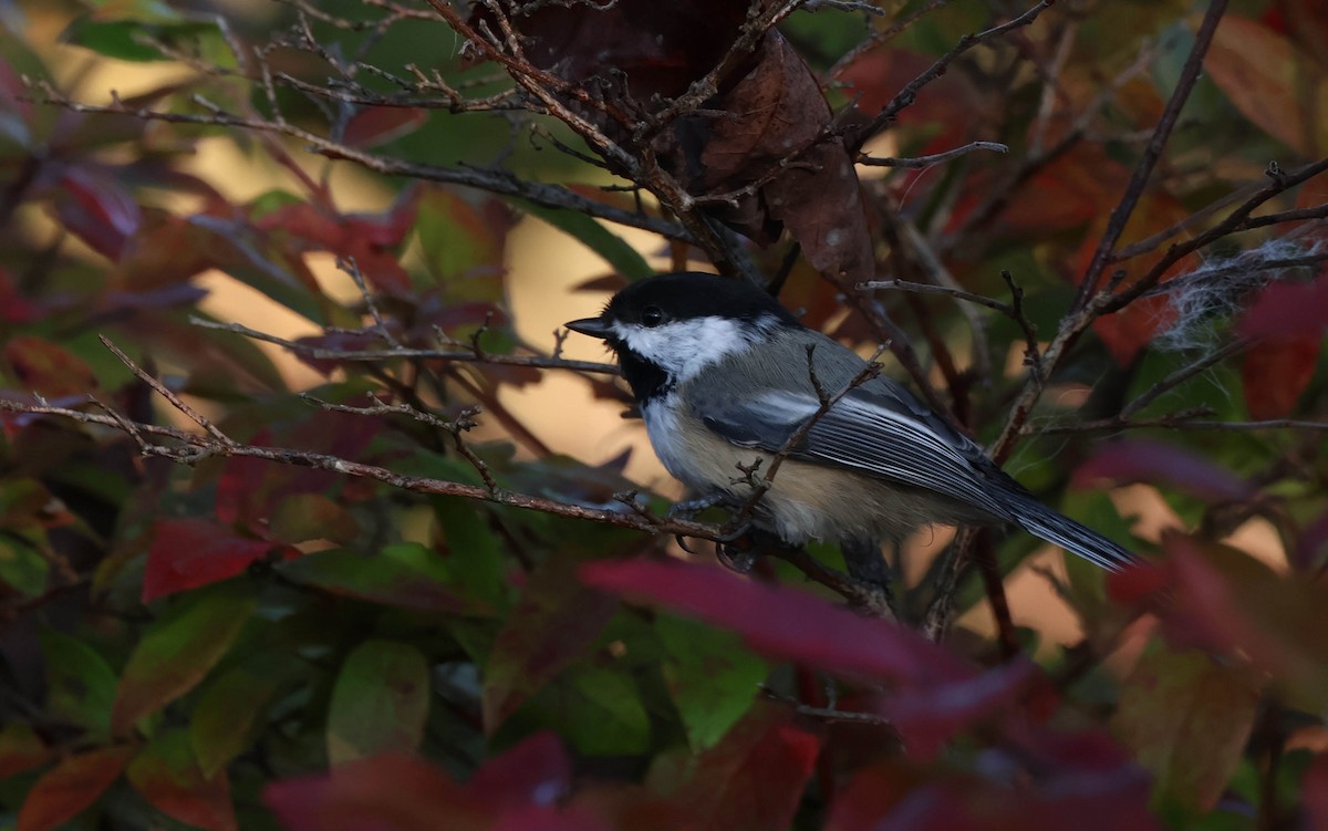 Black-capped Chickadee - ML643023360