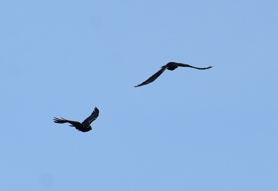 Torresian Crow - ML643023364
