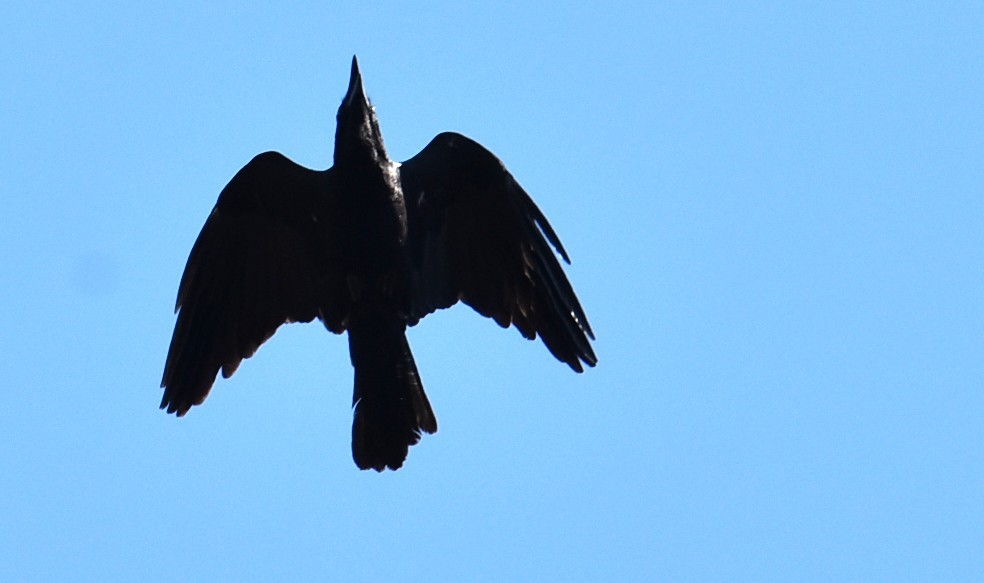 Torresian Crow - ML643023365