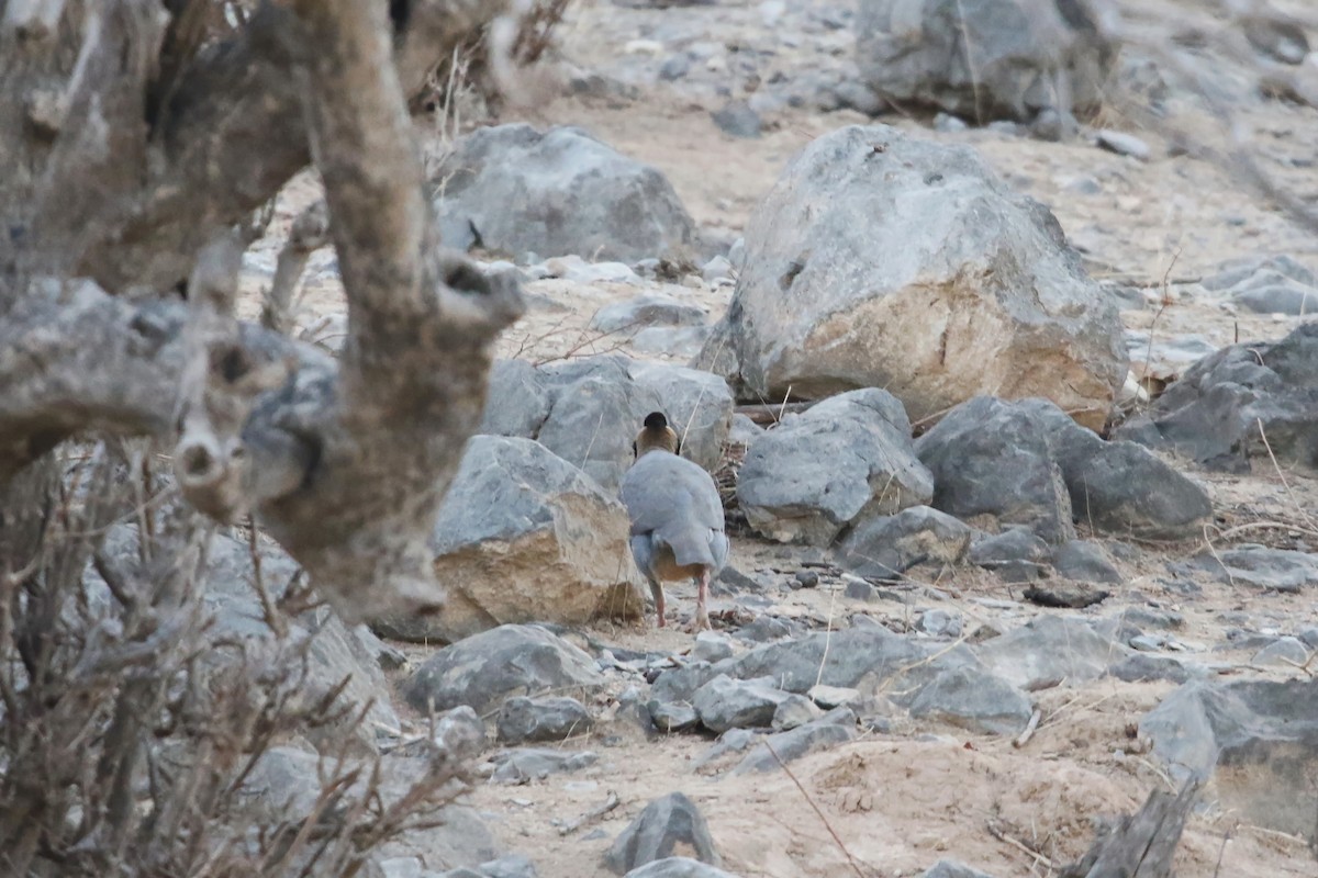 Arabian Partridge - ML643023377