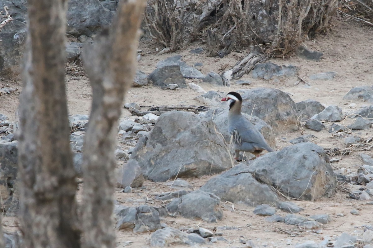Arabian Partridge - ML643023378