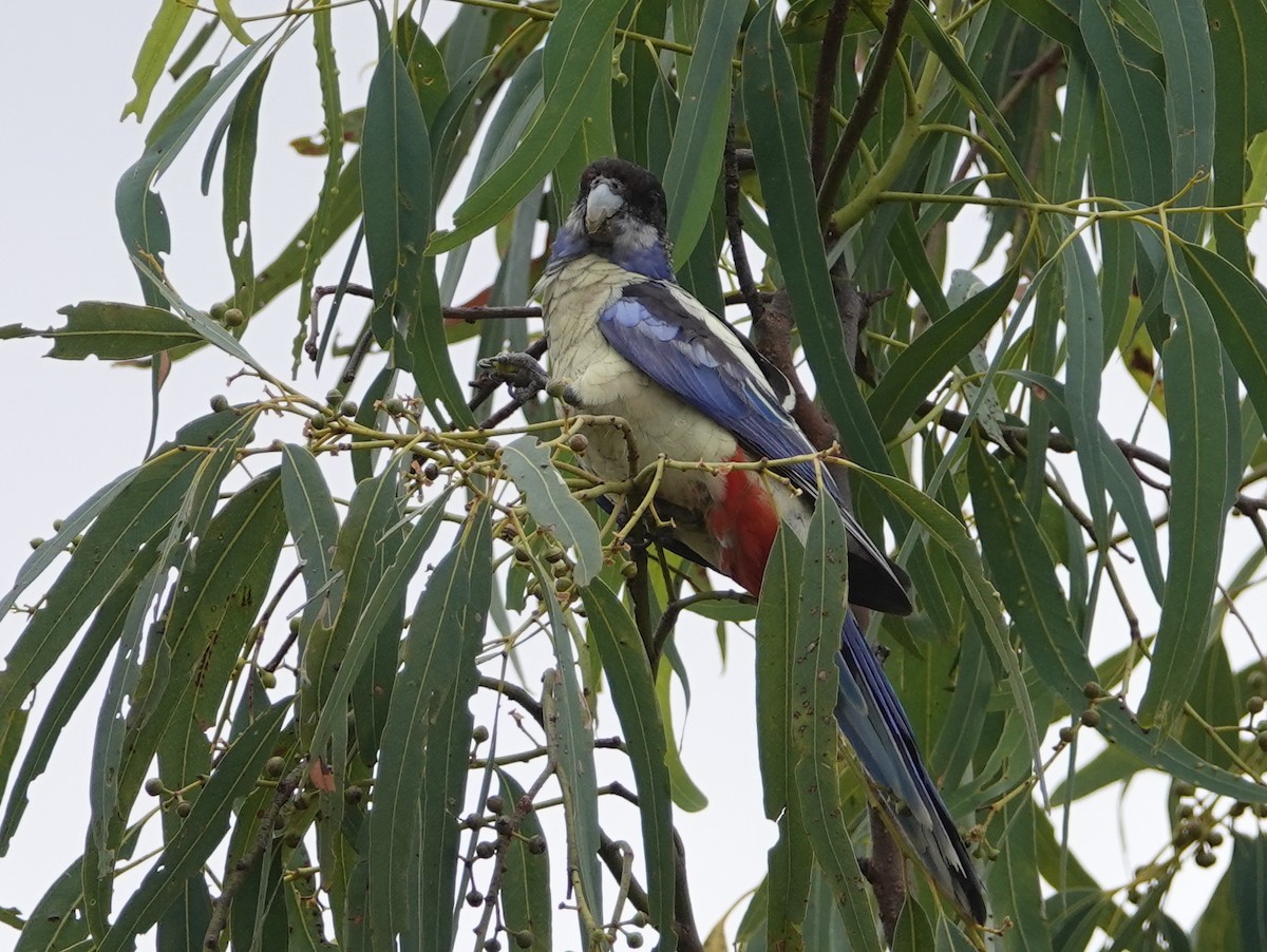 Northern Rosella - ML643023409