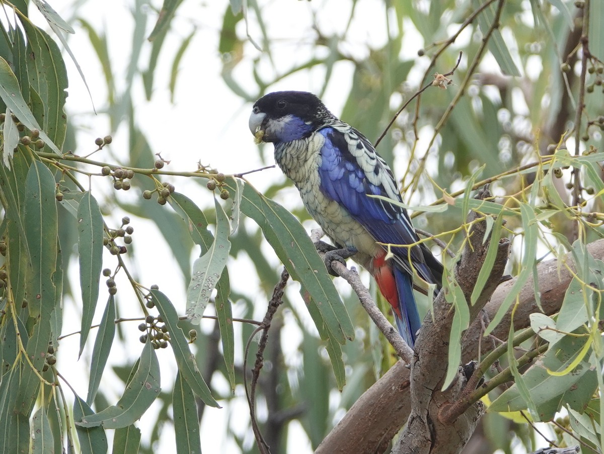 Northern Rosella - ML643023410