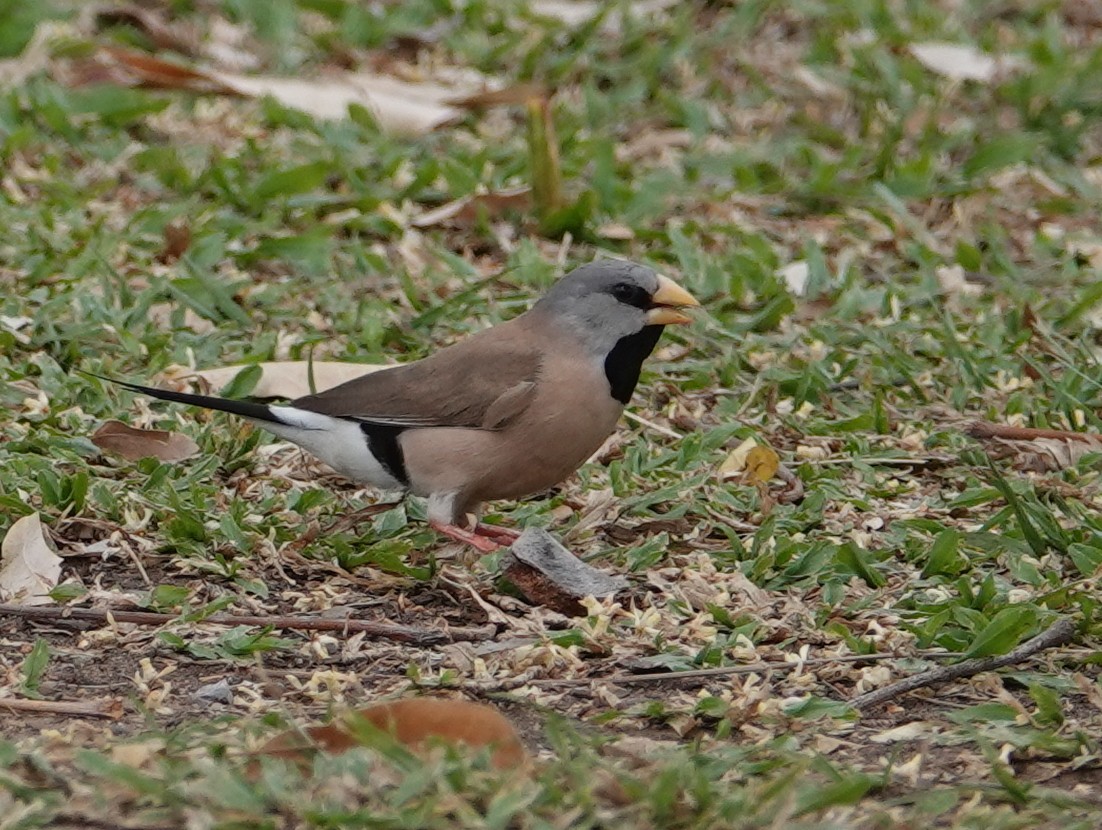オナガキンセイチョウ - ML643023419