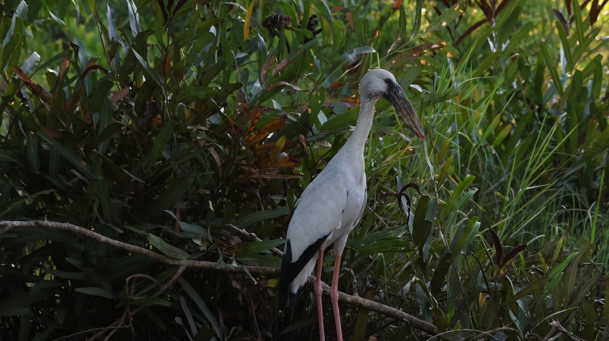 Asian Openbill - ML643023431