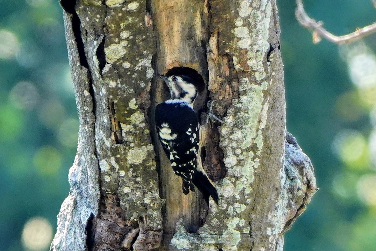 Gray-capped Pygmy Woodpecker - ML643023433