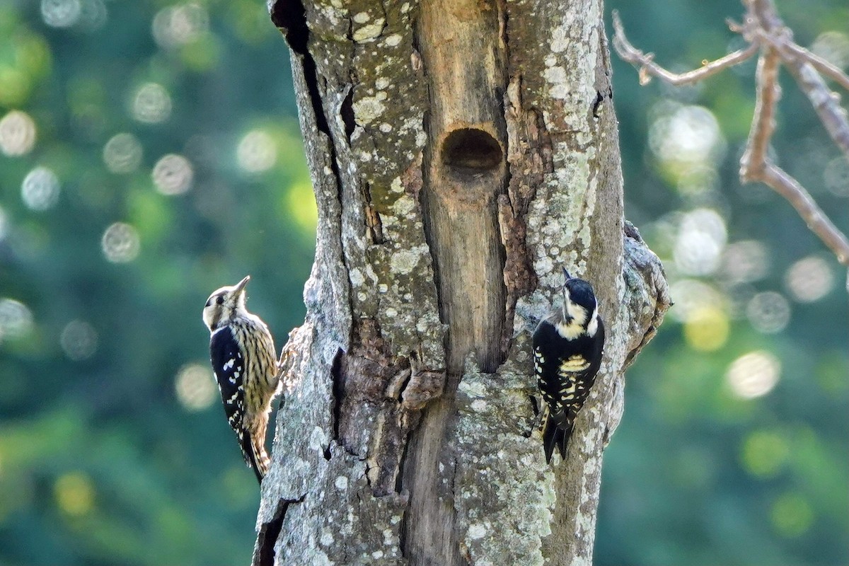 Gray-capped Pygmy Woodpecker - ML643023434