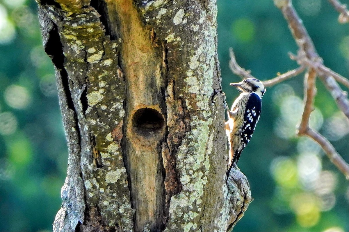 Gray-capped Pygmy Woodpecker - ML643023435