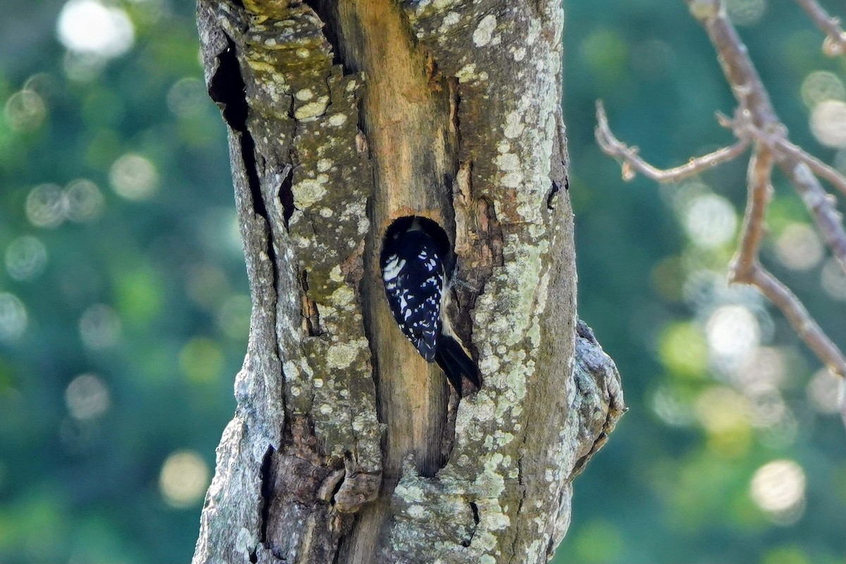 Gray-capped Pygmy Woodpecker - ML643023436