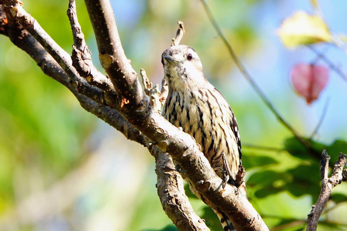 Gray-capped Pygmy Woodpecker - ML643023437