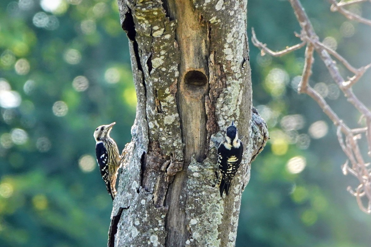 Gray-capped Pygmy Woodpecker - ML643023438