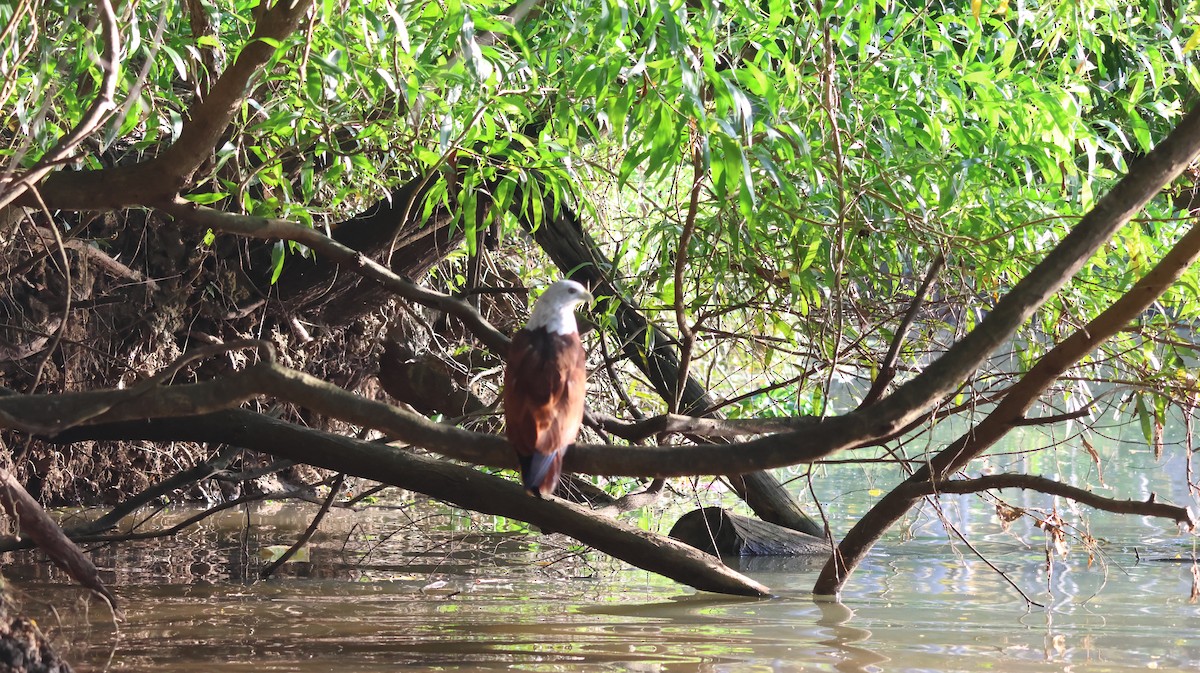 Brahminy Kite - ML643023450