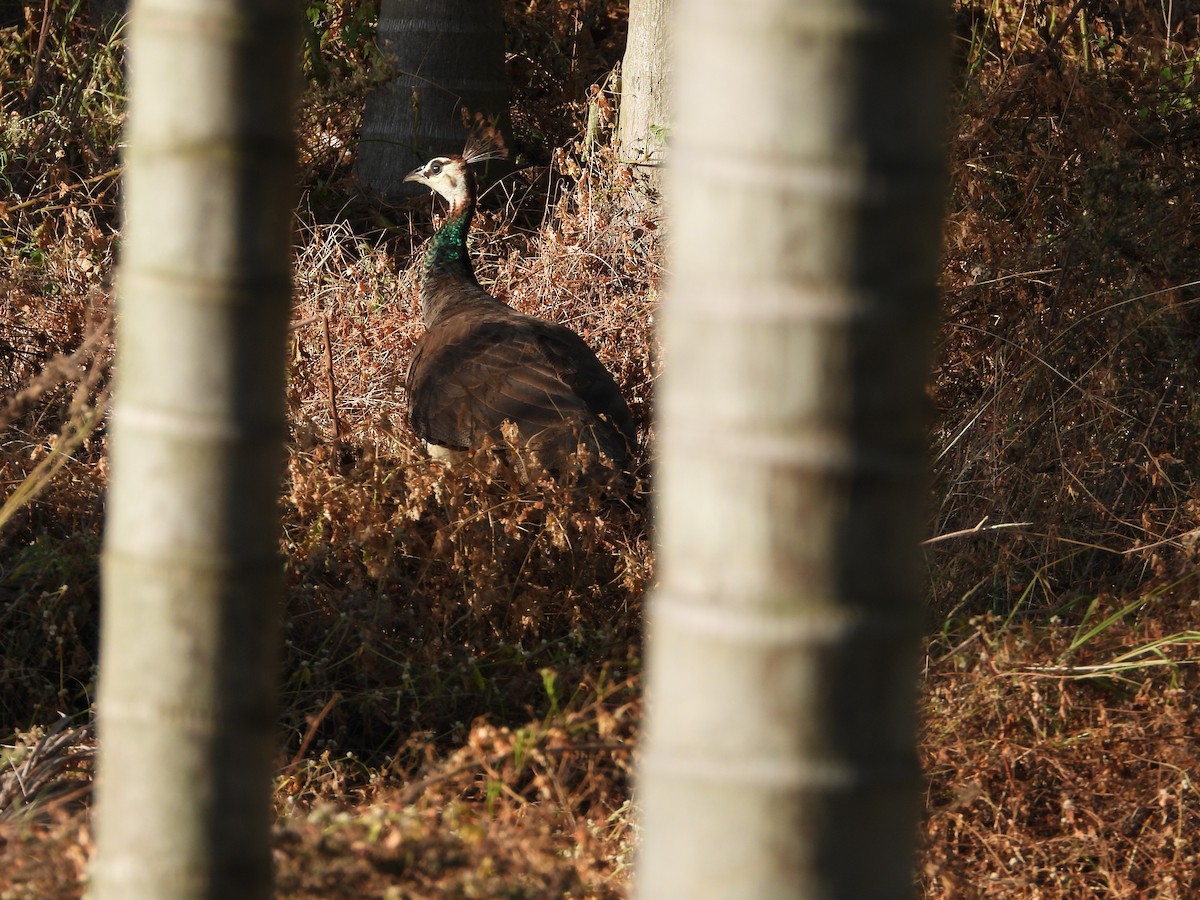 Indian Peafowl - ML643023499