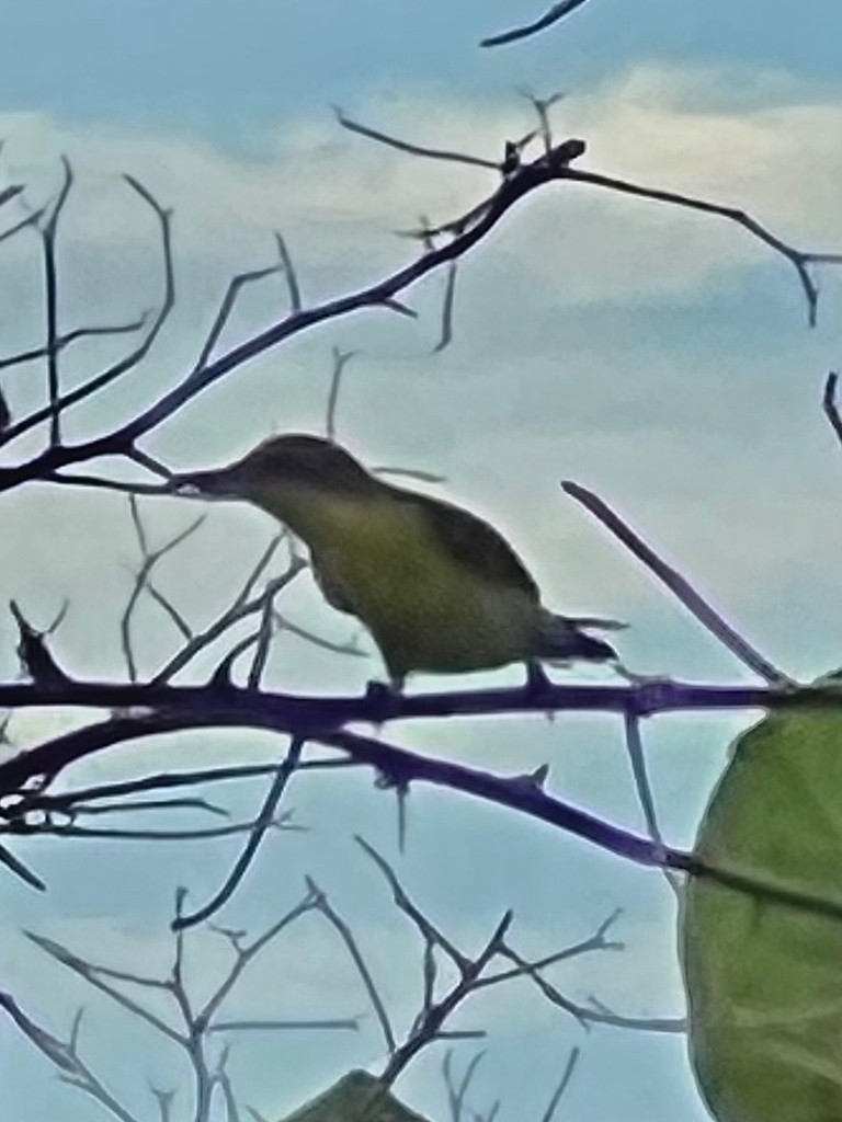 Purple Sunbird - ML643023506