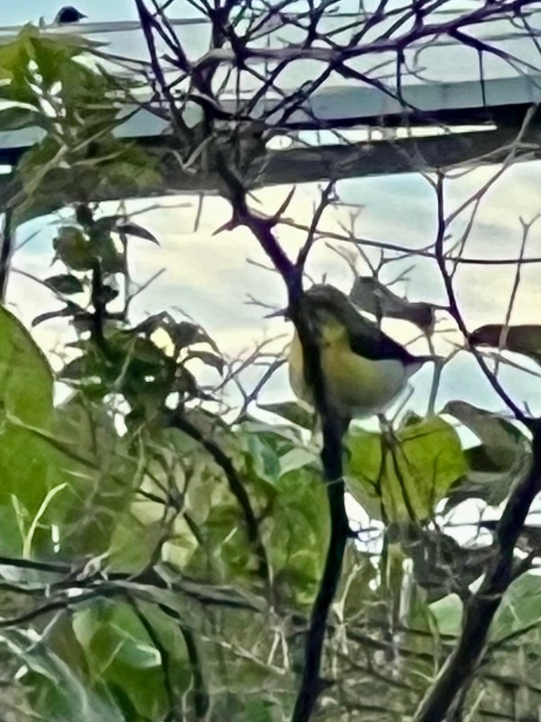 Purple Sunbird - ML643023507