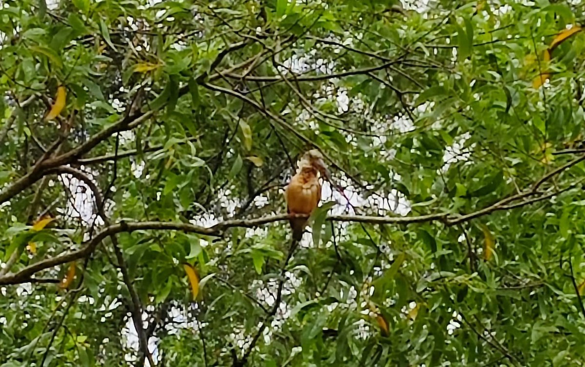 Stork-billed Kingfisher - ML643023532
