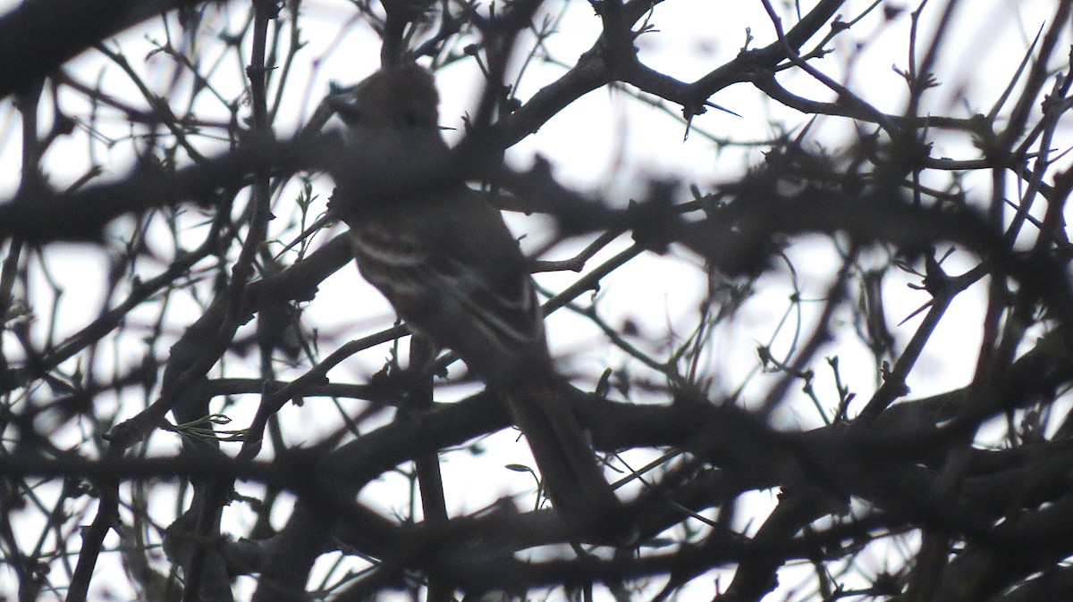 Brown-crested Flycatcher - ML643023536