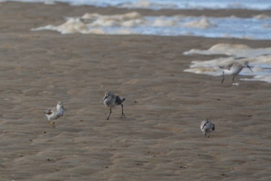 Broad-billed Sandpiper - ML643023565