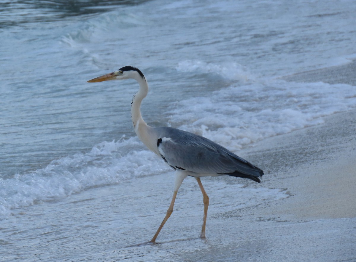 Gray Heron - ML643023568