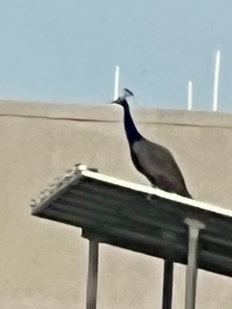 Indian Peafowl - ML643023578