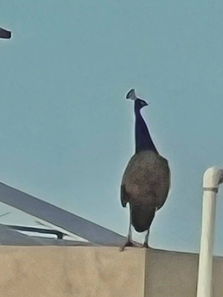 Indian Peafowl - ML643023579