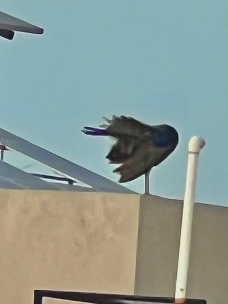 Indian Peafowl - ML643023580