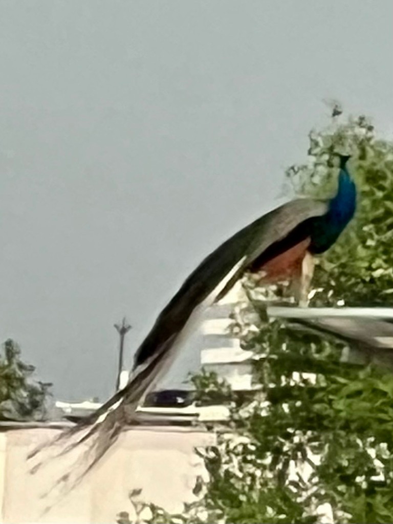 Indian Peafowl - ML643023581