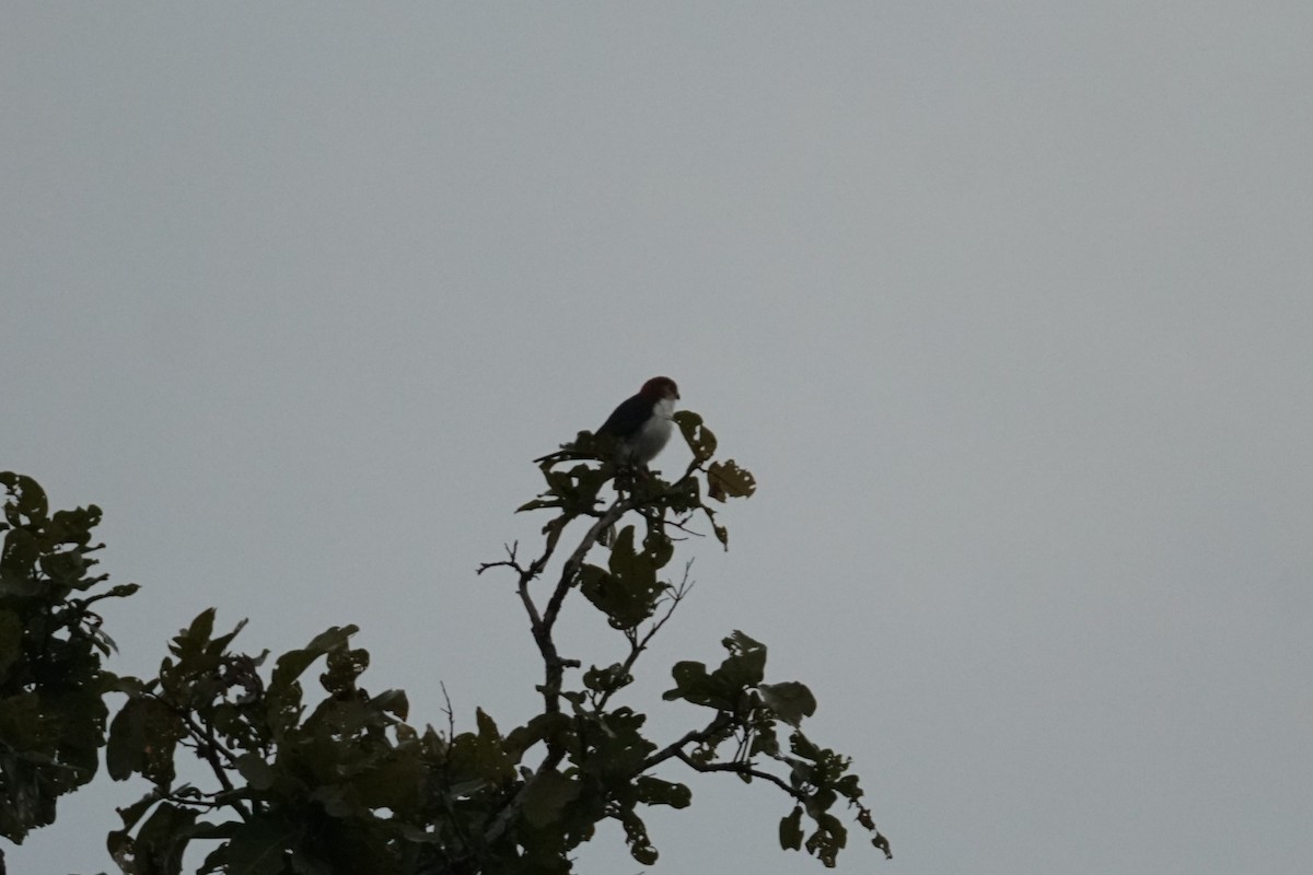 White-rumped Falcon - ML643023590