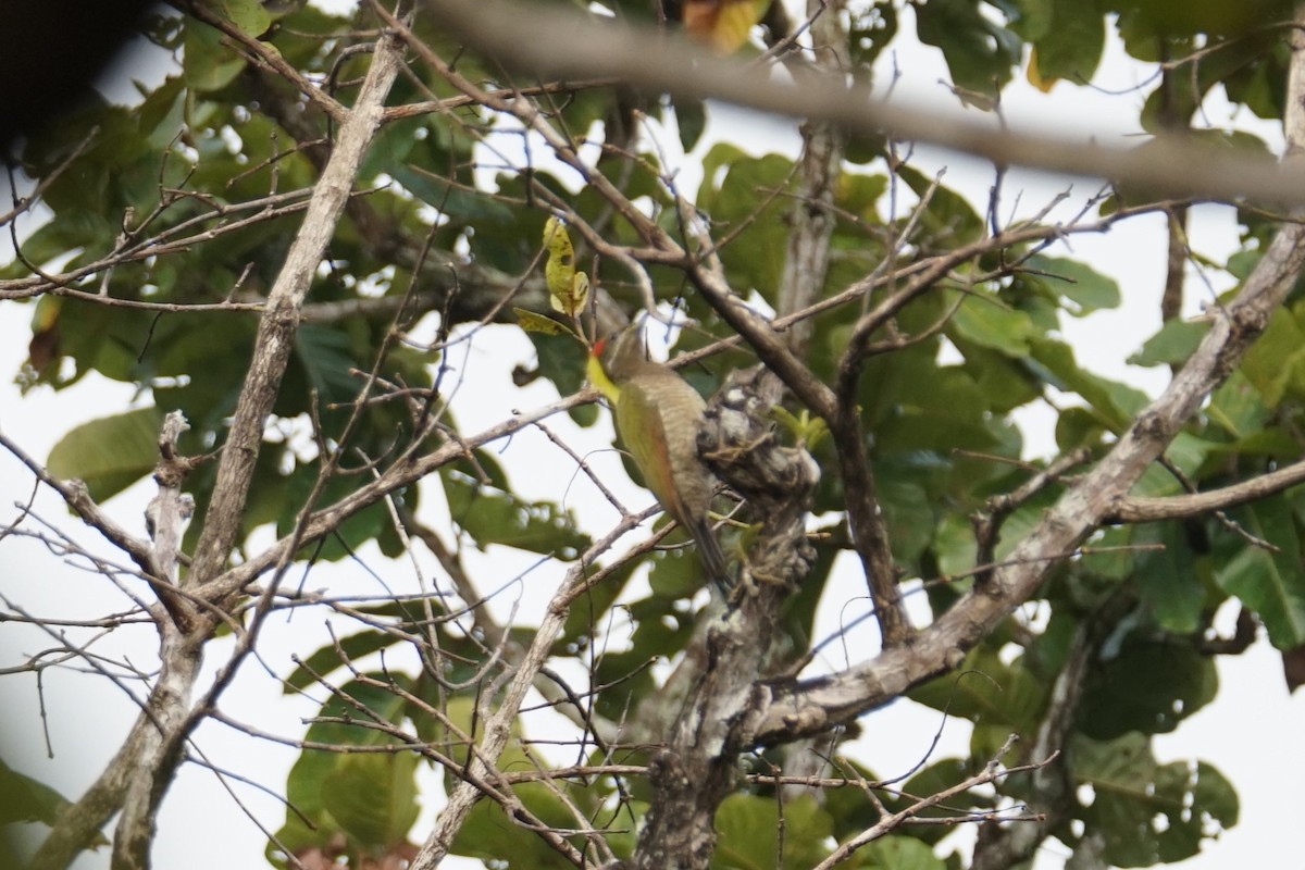 Lesser Yellownape - ML643023591