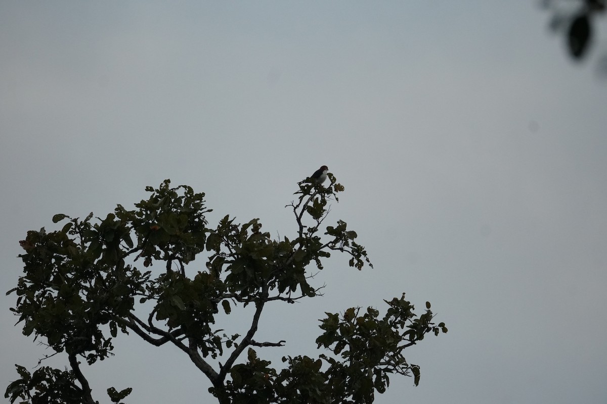 White-rumped Falcon - ML643023592